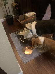Lost Male Dog last seen A Street, Oakdale, CA 95361