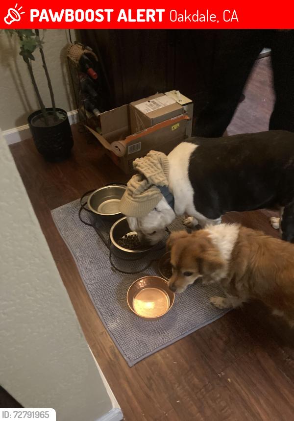 Lost Male Dog last seen A Street, Oakdale, CA 95361