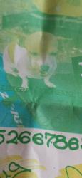 Lost Female Dog last seen Marical deltona, Spring Hill, FL 34608