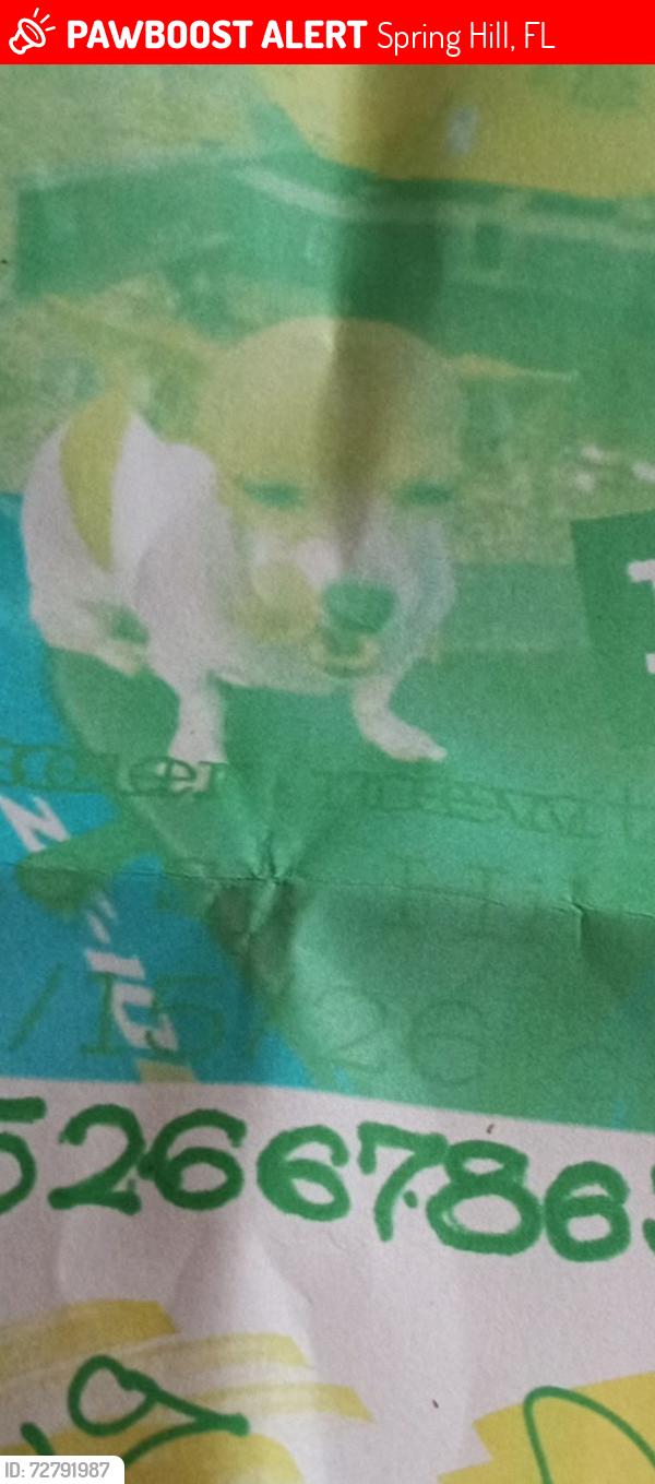Lost Female Dog last seen Marical deltona, Spring Hill, FL 34608