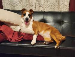 Lost Female Dog last seen Mill on the river, South Windsor, CT 06074