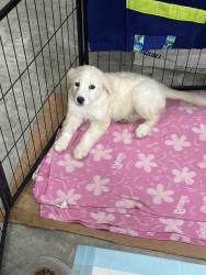 Found/Stray Female Dog last seen Business 82 & Utah st. , Avery, TX 75554