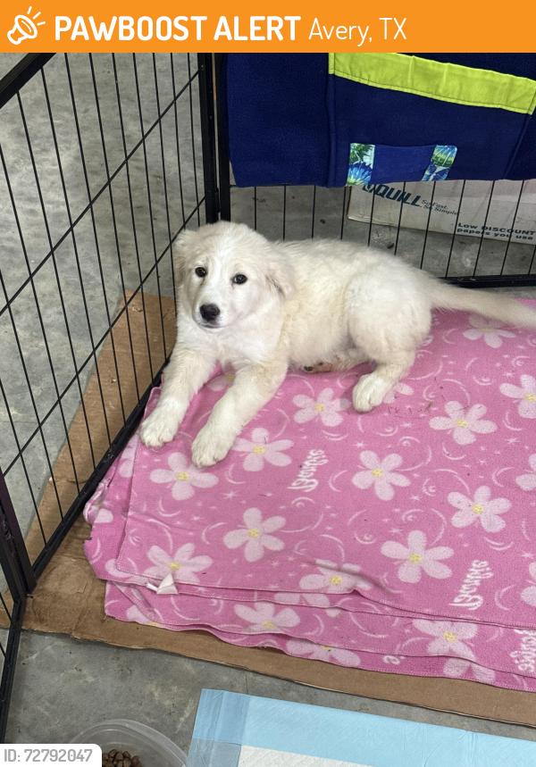 Found/Stray Female Dog last seen Business 82 & Utah st. , Avery, TX 75554