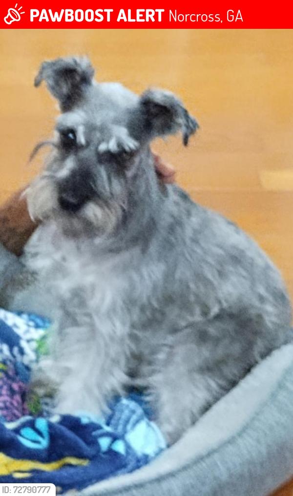 Lost Male Dog last seen Singleton road, Indian trail rd, Williams rd, jimmy carter, pirkle rd , Norcross, GA 30093