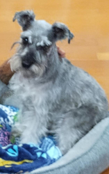 Lost Male Dog last seen Singleton road, Indian trail rd, Williams rd, jimmy carter, pirkle rd , Norcross, GA 30093