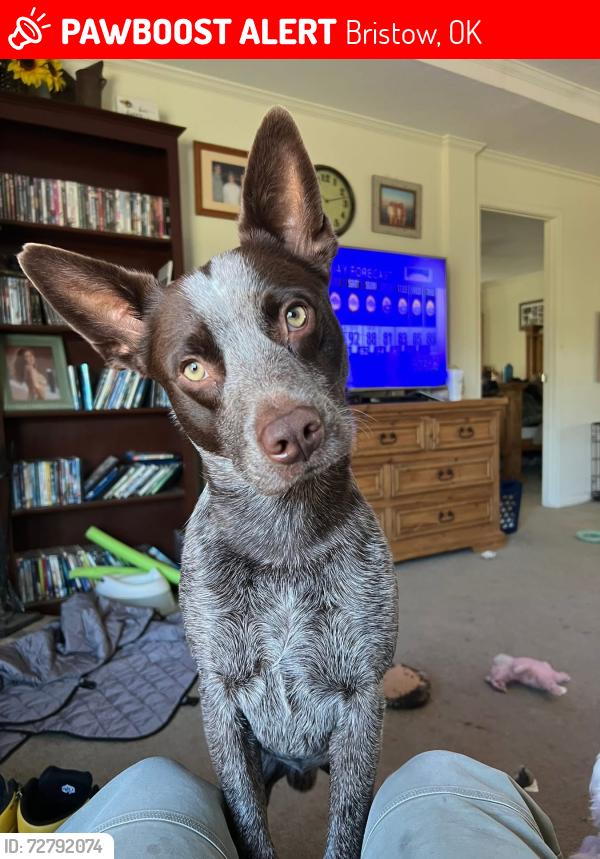 Lost Male Dog last seen Bristow, OK, Bristow, OK 74010