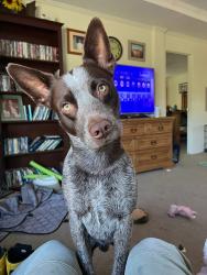Lost Male Dog last seen Bristow, OK, Bristow, OK 74010