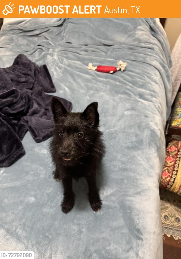 Found/Stray Unknown Dog last seen Near East Yager Lane, Austin, TX 78753, Austin, TX 78753
