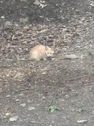 Found/Stray Unknown Cat last seen S. Lehigh and Division, Shavertown, PA 18708