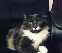 Lost Male Cat last seen Owen’s elementary , Tyler, TX 75703