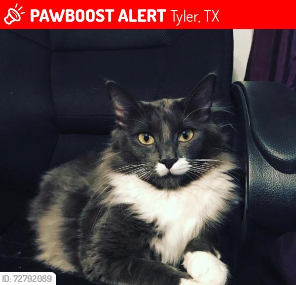 Lost Male Cat last seen Owen’s elementary , Tyler, TX 75703
