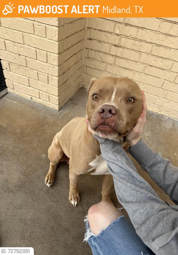 Found/Stray Male Dog last seen Midland senior high , Midland, TX 79701