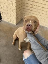 Found/Stray Male Dog last seen Midland senior high , Midland, TX 79701