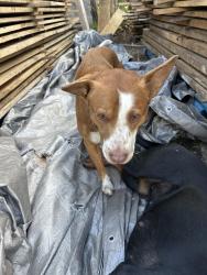 Found/Stray Male Dog last seen A o smith Johnson city , Johnson City, TN 37601
