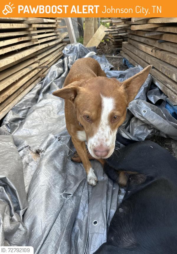 Found/Stray Male Dog last seen A o smith Johnson city , Johnson City, TN 37601