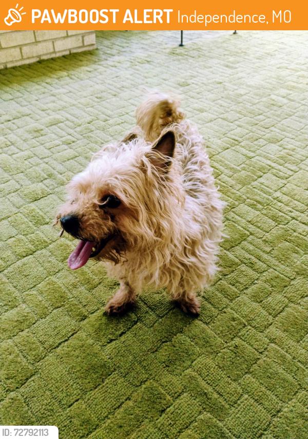 Found/Stray Male Dog last seen Lee's summit rd and bass pro drive, Independence, MO 64055