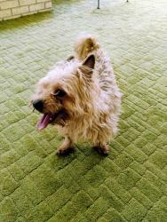 Found/Stray Male Dog last seen Lee's summit rd and bass pro drive, Independence, MO 64055