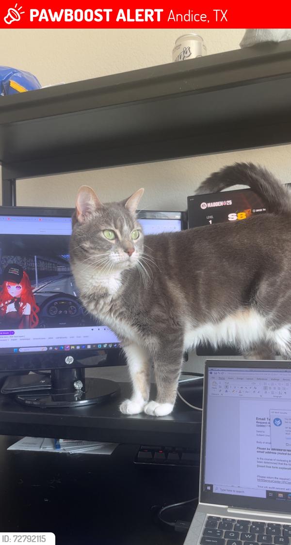 Lost Female Cat last seen Near sun grove trl, Andice, TX 78628