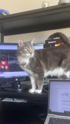 Lost Female Cat last seen Near sun grove trl, Andice, TX 78628