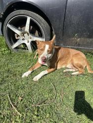 Found/Stray Male Dog last seen Summer and Taylor , Johnson City, TN 37601
