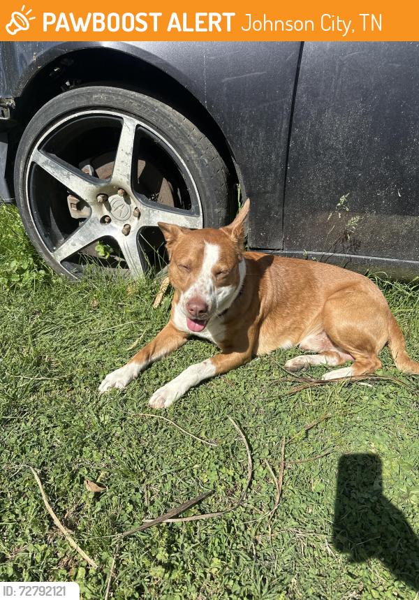 Found/Stray Male Dog last seen Summer and Taylor , Johnson City, TN 37601