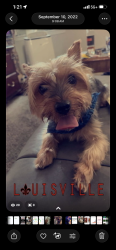 Lost Male Dog last seen Algonquin , Louisville, KY 40208