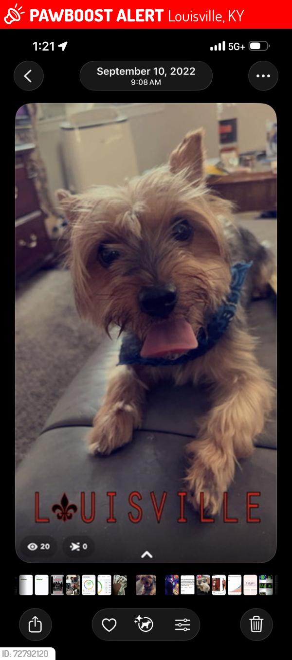 Lost Male Dog last seen Algonquin , Louisville, KY 40208