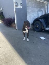 Found/Stray Female Dog last seen City terrace/eastern, Los Angeles, CA 90063