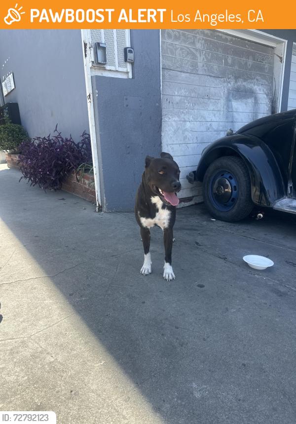 Found/Stray Female Dog last seen City terrace/eastern, Los Angeles, CA 90063