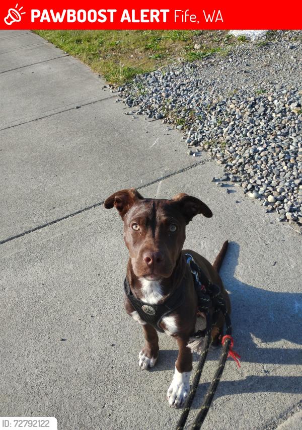 Lost Male Dog last seen Fife high school , Fife, WA 98424