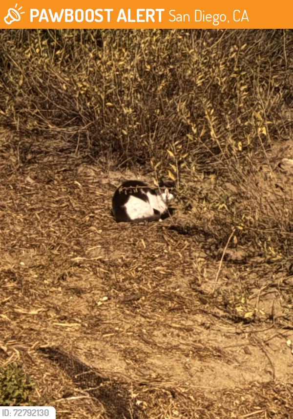 Found/Stray Unknown Cat last seen Near hour fitness parking lot , San Diego, CA 92113