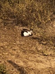 Found/Stray Unknown Cat last seen Near hour fitness parking lot , San Diego, CA 92113