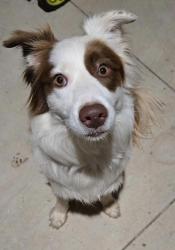 Found/Stray Male Dog last seen Mustang, Mustang, OK 73064