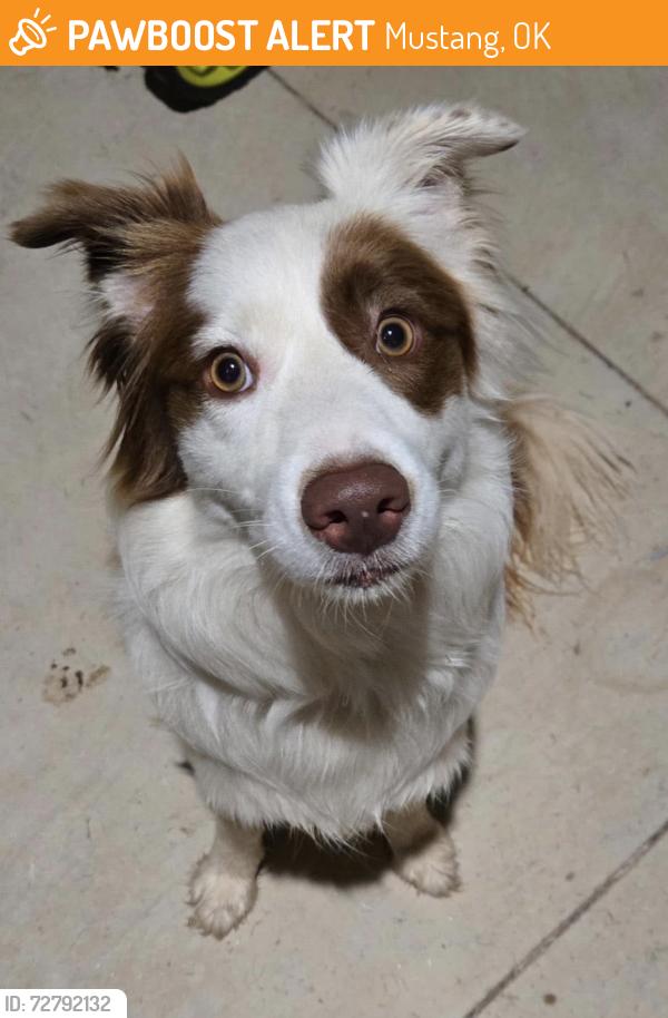 Found/Stray Male Dog last seen Mustang, Mustang, OK 73064