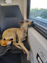 Lost Female Dog last seen Bacon & Cable, San Diego, CA 92107
