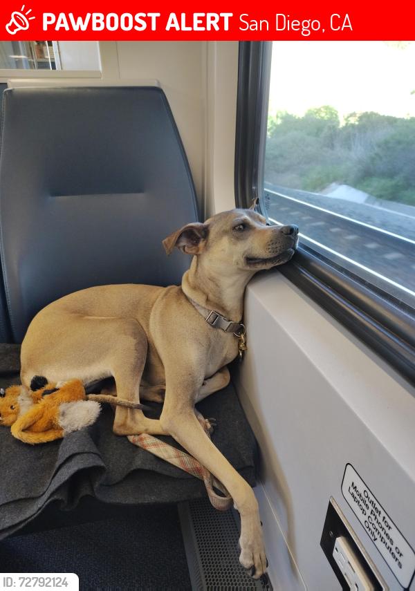 Lost Female Dog last seen Bacon & Cable, San Diego, CA 92107
