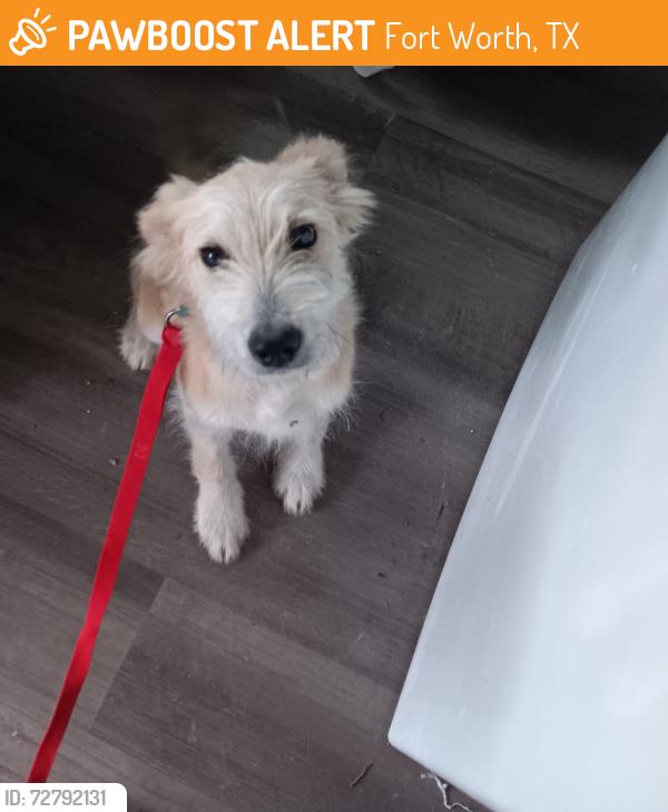 Found/Stray Unknown Dog last seen Berry St and Cleburne Rd, Fort Worth, TX 76110