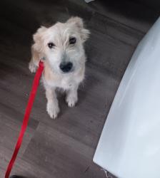 Found/Stray Unknown Dog last seen Berry St and Cleburne Rd, Fort Worth, TX 76110