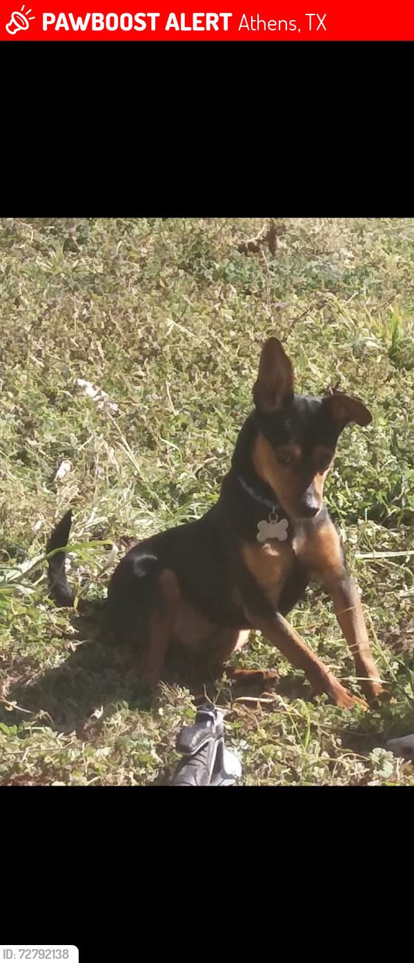 Lost Male Dog last seen On Hamlett St , Athens, TX 75751
