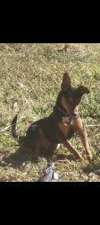 Lost Male Dog last seen On Hamlett St , Athens, TX 75751