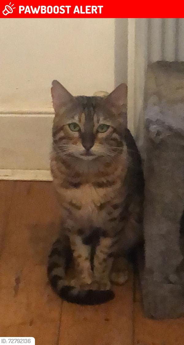 Lost Male Cat last seen 45 Mile End Road , Greater London, England 