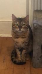 Lost Male Cat last seen 45 Mile End Road , Greater London, England 