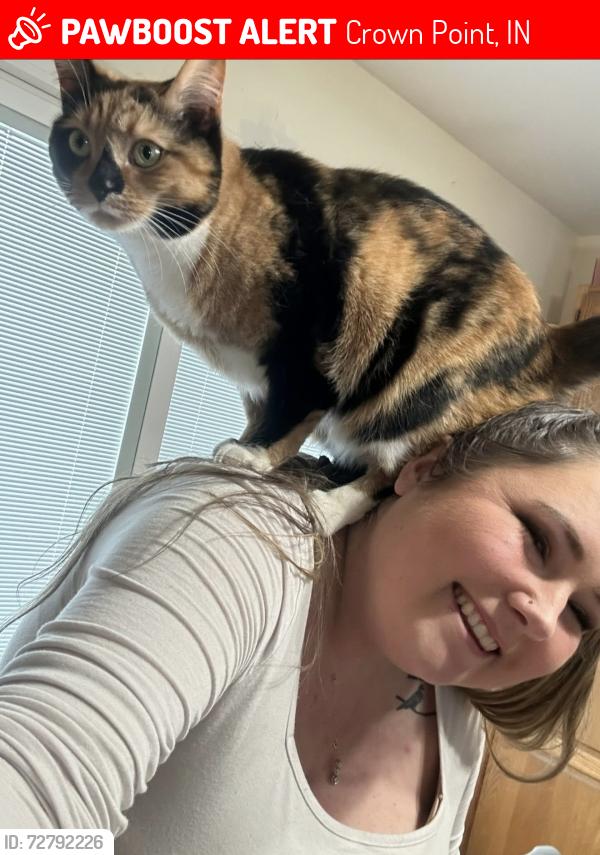 Lost Female Cat last seen McKinley st and 95th, Crown Point, IN 46307