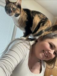 Lost Female Cat last seen McKinley st and 95th, Crown Point, IN 46307
