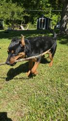 Found/Stray Unknown Dog last seen Oakforest neighborhood, Spartanburg, SC 29301