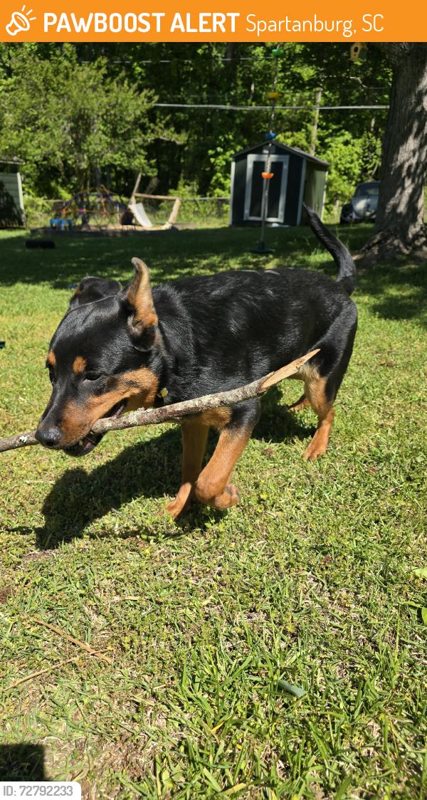 Found/Stray Unknown Dog last seen Oakforest neighborhood, Spartanburg, SC 29301