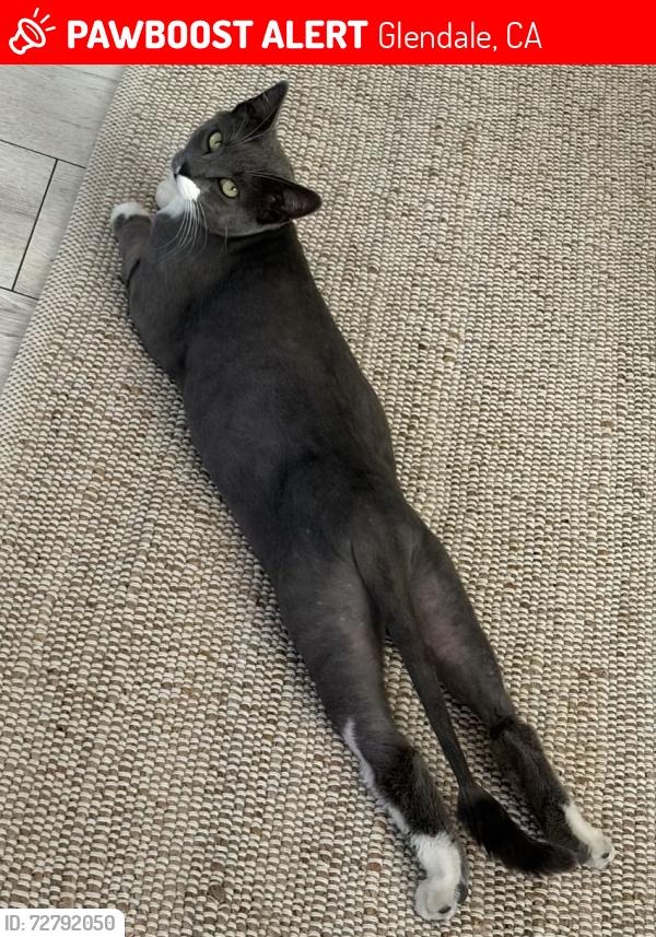Lost Female Cat last seen Near hawthorne street, glendale, ca, Glendale, CA 91204