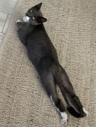 Lost Female Cat last seen Near hawthorne street, glendale, ca, Glendale, CA 91204
