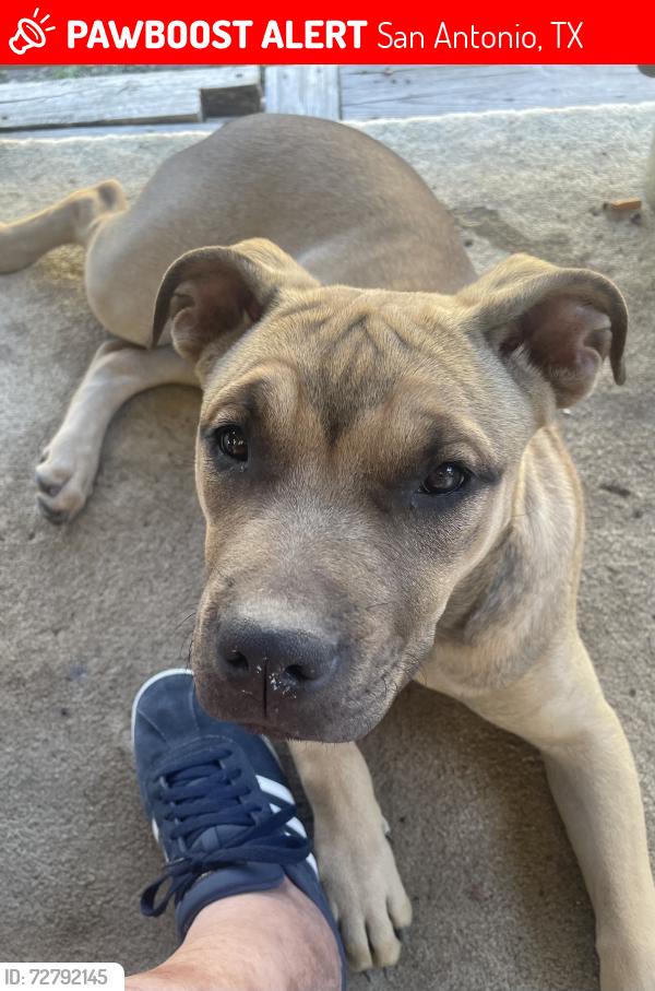 Lost Female Dog last seen Fredericksburg and Datapoint, San Antonio, TX 78229