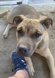 Lost Female Dog last seen Fredericksburg and Datapoint, San Antonio, TX 78229